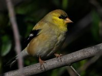 Goldfinch.jpg