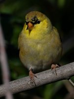 Goldfinch2.jpg