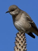 Mockingbird3.jpg