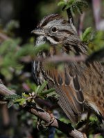 Sparrow3.jpg