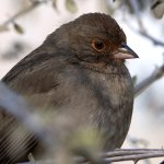 Towhee2.jpg