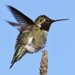 Hummer12.jpg