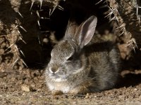 Rabbit2.jpg