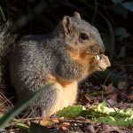 Squirrel4.jpg