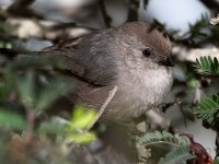 Tit.jpg