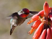 Hummer8.jpg