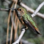 Hummer16.jpg