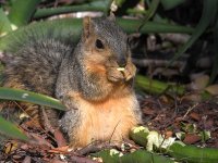 Squirrel.jpg