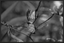 _71D1785_01.jpg