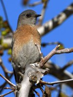 Bluebird.jpg