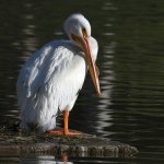 Pelican.jpg