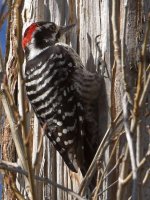 Woodpecker.jpg