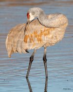CraneGrooming-500.jpg