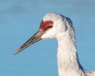 CranePupils-500.jpg