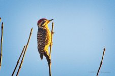 02-16-20-cr-_D7K1678-ON1.jpg