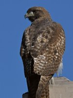 Hawk3.jpg