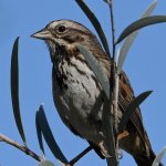 Sparrow3.jpg
