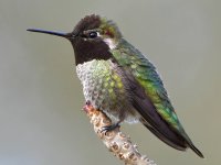 Hummer.jpg
