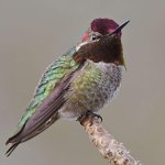Hummer4.jpg