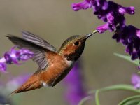 Hummer39.jpg