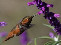 Hummer38.jpg