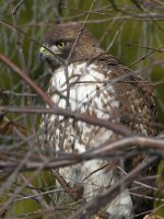 Hawk.jpg