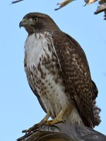 Hawk8.jpg