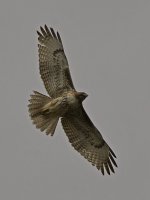 Hawk10.jpg