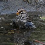 Sparrow.jpg