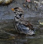 Sparrow3.jpg