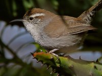 Wren9.jpg