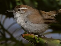 Wren10.jpg