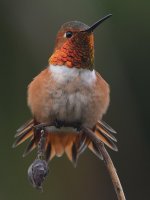 Hummer.jpg