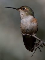 Hummer18.jpg