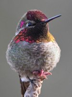 Hummer11.jpg