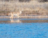 CoyoteWater-510.jpg
