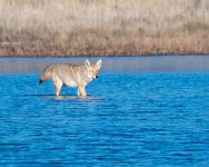 CoyoteWater-511.jpg