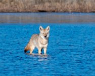 CoyoteWater-512.jpg