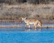 Coyote-530.jpg