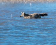 CoyoteWater-515.jpg