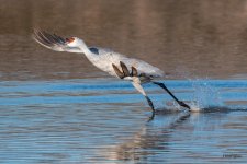 CraneTakeoff-510.jpg