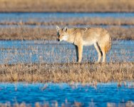 Coyote-515.jpg