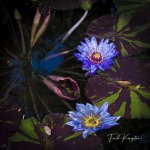 WaterLily-1.jpg