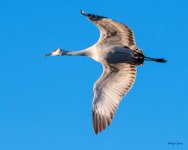 CraneOverhead-500.jpg