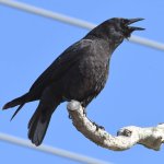 Crow.jpg