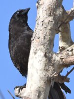 Crow3.jpg