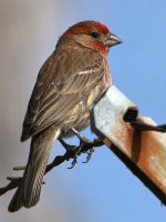 Finch.jpg