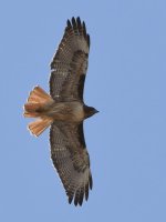 Hawk2.jpg