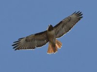 Hawk3.jpg