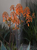 Aloe2.jpg